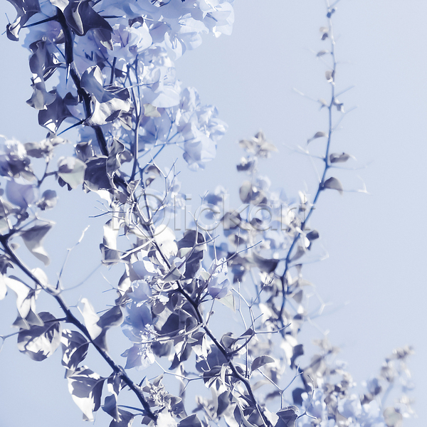 사람없음 JPG 포토 해외이미지 꽃 나뭇가지 나뭇잎 백그라운드 카피스페이스 파란색 해외202310