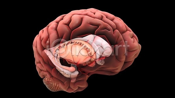 사람없음 3D JPG 포토 해외이미지 뇌 두통 생명과학 생물학 손상 신경기관 질병 해외202310