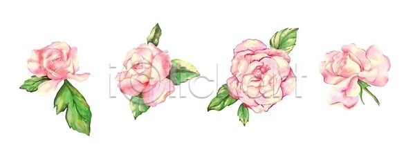 사랑 우아함 EPS 일러스트 해외이미지 결혼 고립 그래픽 그림 꽃 꽃다발 꽃무늬 꽃잎 디자인 발렌타인데이 벡터 봄 분홍색 세련 세트 손그림 수집 시골 식물 엘리먼트 인쇄 잎 자연 장미 젖음 클립아트 페인트 해외202310 해외일러스트 현실 휴가