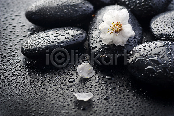 사람없음 JPG 포토 해외이미지 검은색 꽃 꽃잎 물 물방울 백그라운드 봄 스파 쌓기 젖음 조약돌 컨셉 해외202004