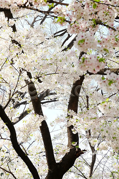 사람없음 JPG 포토 해외이미지 벚꽃 봄 야외 해외202004