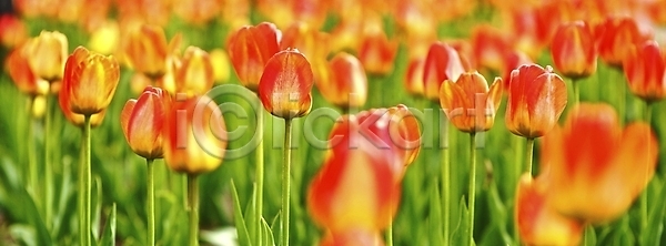 사람없음 JPG 포토 해외이미지 개화 꽃 꽃무늬 내추럴 벚꽃 봄 빨간색 식물 영원 원예 유기농 자연 정원 종류 튤립 파노라마 해외202004 해외포토