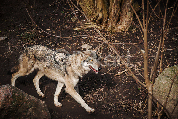 사람없음 JPG 포토 해외이미지 걷기 늑대 야생동물 야외 주간 한마리 해외202004