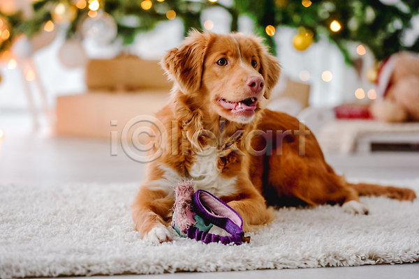 추위 사람없음 JPG 포토 해외이미지 강아지 겨울 리트리버 선물상자 장난감 장식 카펫 크리스마스 해외202310