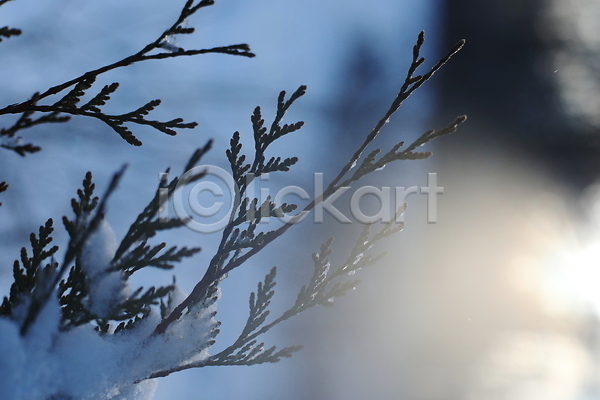 분위기 사람없음 JPG 아웃포커스 포토 해외이미지 겨울 나뭇가지 눈(날씨) 햇빛