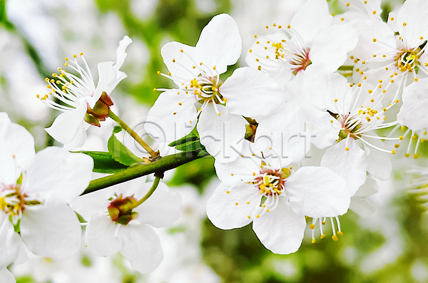 사람없음 JPG 포토 해외이미지 개화 꽃 나무 무료이미지 해외202310 해외포토
