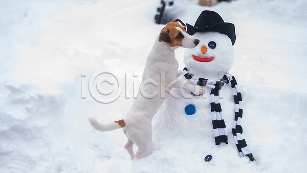 추위 사람없음 JPG 포토 해외이미지 개 겨울 눈(날씨) 눈사람 단추 모자(잡화) 목도리 설원 해외202310
