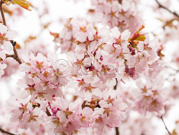 부드러움 사람없음 JPG 포토 해외이미지 4월 5월 계절 공원 꽃 꽃잎 나무 나뭇가지 백그라운드 벚꽃 봄 분홍색 식물 아시아 야외 일본 잎 정원 체리 컬러 해외202310 흰색