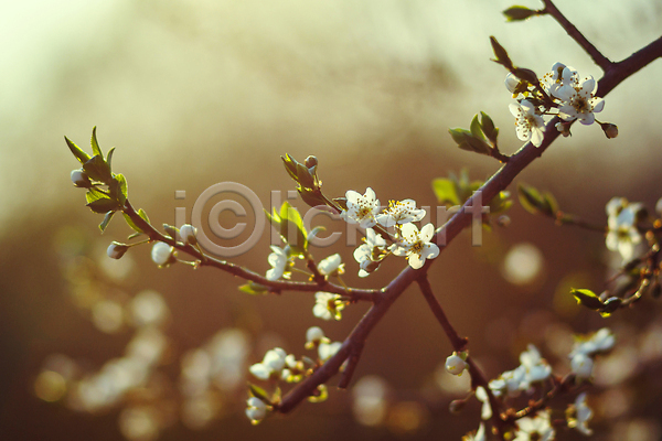 사람없음 JPG 포토 해외이미지 계절 기념물 꽃 꽃무늬 나무 나뭇가지 닫기 백그라운드 벚꽃 봄 분홍색 워싱턴 일본 자연 체리 축제 해외202310 흰색