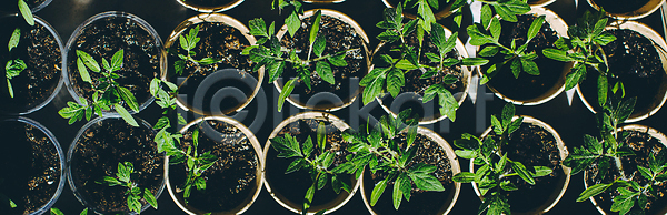 성장 신선 사람없음 JPG 포토 해외이미지 건강 계절 내추럴 냄비 농업 농장 모종 묘목 백그라운드 봄 뷰티 상자 새싹 식물 씨앗 에코 원예 유기농 음식 잎 자연 작음 정원 주택 줄기 지구 채소 채식주의자 초록색 컵 토마토 해외202310 해외포토 환경 흙