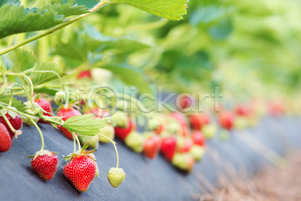 성장 사람없음 JPG 포토 해외이미지 과일 농사 딸기 딸기밭 밭 잎 줄기 해외202310