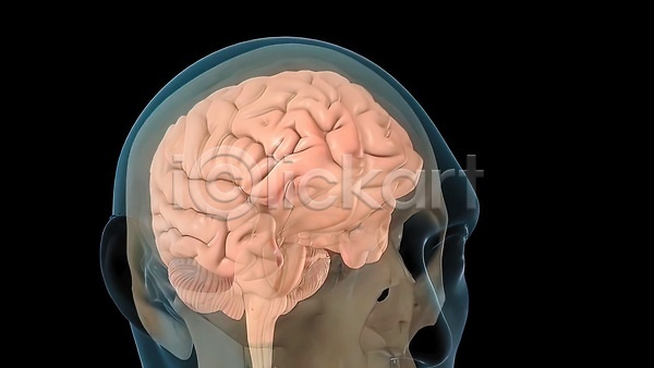 사람없음 3D JPG 포토 해외이미지 뇌 생명과학 생물학 신경기관 해골 해외202310
