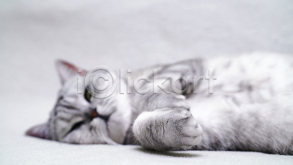 귀여움 사람없음 JPG 근접촬영 포토 해외이미지 고양이 눕기 반려묘 스코티쉬스트레이트 한마리 회색