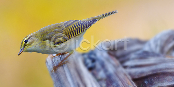 환경보전 사람없음 JPG 포토 해외이미지 깃털 다양 동물 부리 뷰티 생물학 생태계 생태학 숲 스페인 야생동물 야외 자연 조류 척추동물 한마리 해외202310 해외포토 환경