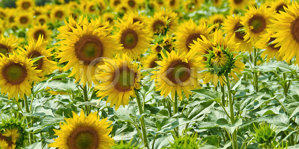 성장 사람없음 JPG 포토 해외이미지 개화 계절 꽃 노란색 농경지 농업 농작물 농장 땅 맑음 문화 밭 밭일 벚꽃 시골 식물 씨앗 야외 업무 잎 자연 장면 초록색 컬러 태양 풍경 해바라기 해외202310 해외포토