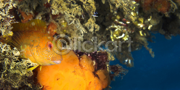 보호 환경보전 사람없음 JPG 포토 해외이미지 깊이 다양 다이빙 동물 바다 바닷속 뷰티 생물학 생태계 생태학 수중 암초 야생동물 야외 어류 자연 지중해 해외202310 해외포토 환경