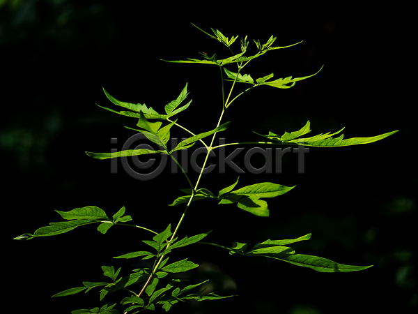 성장 신선 사람없음 JPG 포토 해외이미지 그리너리 빛 식물 야외 잎 자연 정원 초록색 해외202310 햇빛 허브