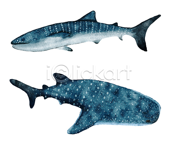 사람없음 JPG 포토 해외이미지 고래상어 남색 수중동물 수채화(물감) 해외202310