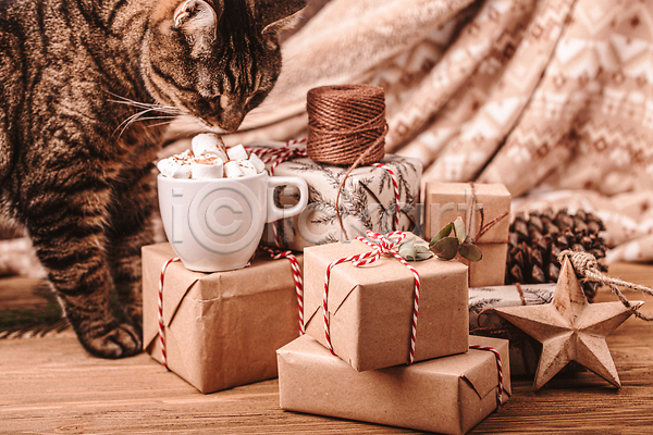 사람없음 JPG 포토 해외이미지 갈색 고양이 리본 마시멜로우 머그컵 베이지색 별 선물상자 실내 쌓기 오브젝트 코코아 크리스마스 크리스마스선물 한마리 해외202310