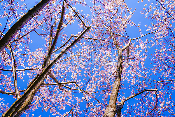 사람없음 JPG 포토 해외이미지 도쿄 벚꽃 벚나무 봄 풍경(경치) 하늘 해외202310