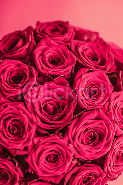 로맨틱 사람없음 JPG 근접촬영 포토 해외이미지 꽃다발 분홍색 장미 해외202310