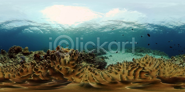 사람없음 JPG 포토 해외이미지 가상현실 깊이 다이빙 동물 물 바다 발견 산호 산호초 생태계 수중 스노클링 암초 야생동물 어류 여행 이국적 자연 컬러풀 탐험 풍경 해외202310 해외포토