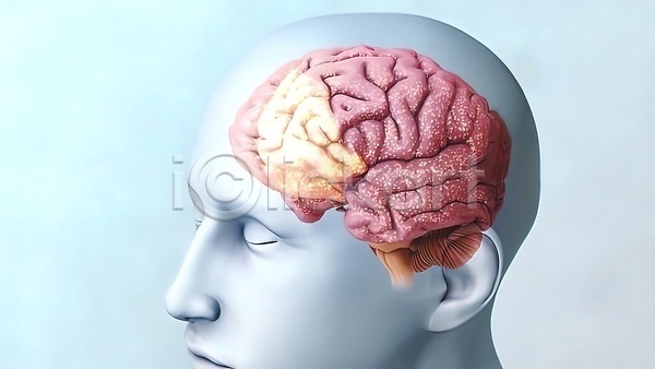 사람모양 사람없음 3D JPG 포토 해외이미지 뇌 반응 생명과학 생물학 신경기관 신호 자극 해외202310