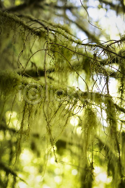 사람없음 JPG 포토 해외이미지 국립공원 나무 동물상 식물 열대우림 워싱턴 이끼 잎 초록색 해외202310