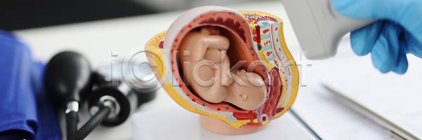 분석 사람 사람없음 아기 JPG 포토 해외이미지 감시 건강 검사(조사) 교육 기계 돌봄 맥박 모델 병원 센서 시험 약 오르간 의사 인공 임산부 임신 자궁 잡기 장비 제어 직업 태아 해외202310 해외포토 헬프 환자