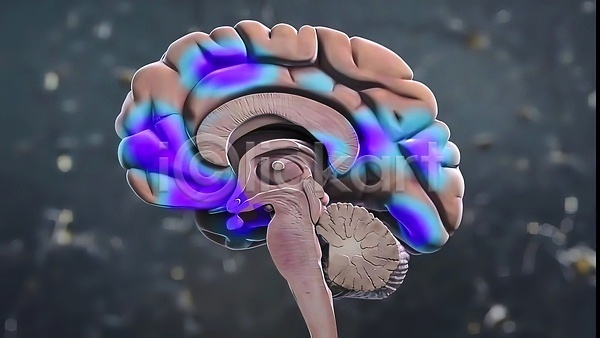 사람없음 3D JPG 포토 해외이미지 뇌 단면 반응 생명과학 생물학 신경기관 자극 질병 해외202310