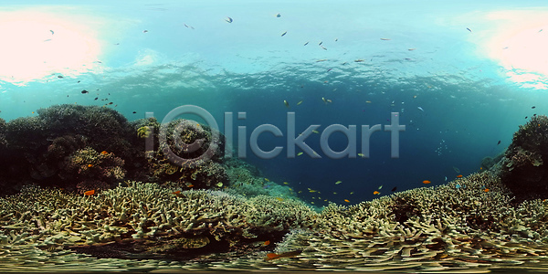 사람없음 JPG 포토 해외이미지 가상현실 깊이 다이빙 동물 물 바다 바닷속 발견 산호 산호초 생태계 수중 스노클링 암초 야생동물 어류 여행 이국적 자연 컬러풀 해외202310 해외포토