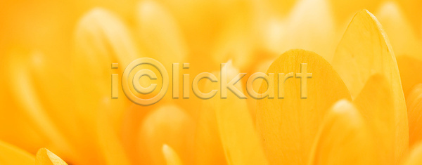 부드러움 선택 성장 신선 사람없음 JPG 포토 해외이미지 갈색 개화 계절 꽃 꽃무늬 꽃잎 내추럴 노란색 디자인 백그라운드 벚꽃 복고 봄 뷰티 빛 식물 신용카드 자연 질감 추상 컨셉 컬러 태양 해외202310 해외포토 햇빛 환경 황금 휴가