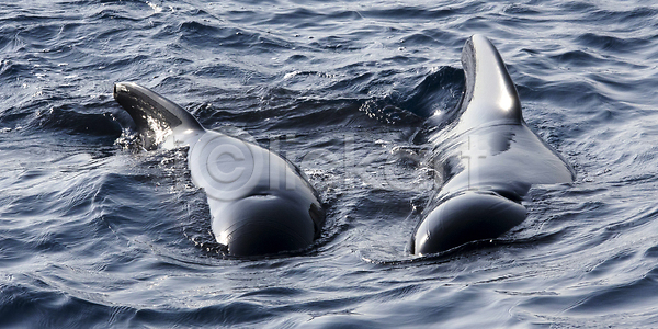 보호 환경보전 사람없음 JPG 포토 해외이미지 다양 동물 바다 보호구역 뷰티 생물학 생태계 생태학 스페인 안달루시아 야생동물 야외 여행 자연 척추동물 포유류 해외202310 해외포토 환경