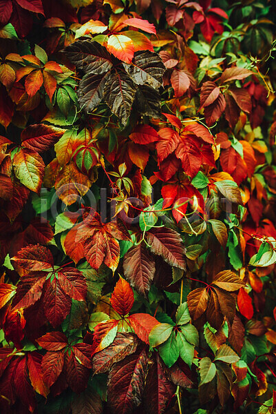신선 사람없음 JPG 포토 해외이미지 10월 계절 꽃 꽃무늬 내추럴 노란색 백그라운드 벽지 보라색 뷰티 빨간색 섞기 식물 야외 오렌지 유기농 잎 자연 정원 질감 초록색 컬러 컬러풀 패턴 해외202310 환경