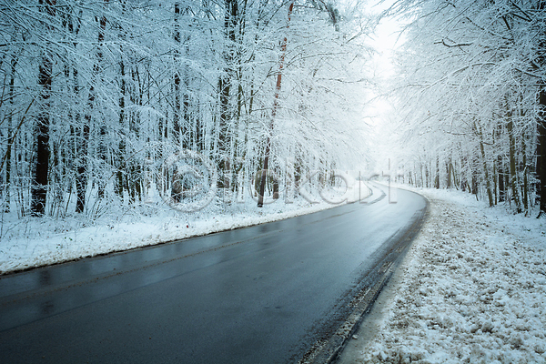 사람없음 JPG 포토 해외이미지 가로수 겨울 나무 눈(날씨) 도로 숲 야외 자연 풍경(경치) 해외202310