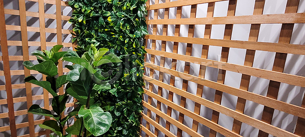 사람없음 JPG 포토 해외이미지 건강 공백 내추럴 놀이방 백그라운드 벨벳 보석 뷰티 상업 시골 식물 심기 원예 유기농 잎 자연 장식 정원 주택 질감 초록색 패턴 해외202310 해외포토 화살 화초