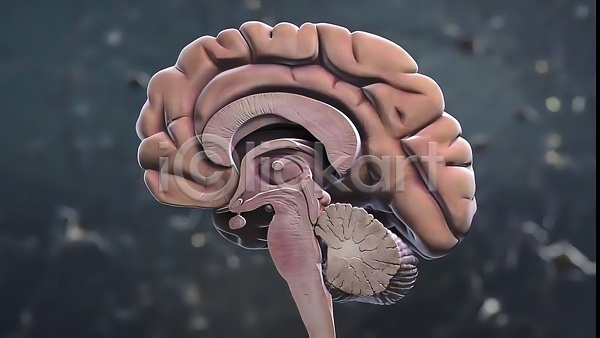 사람없음 3D JPG 포토 해외이미지 뇌 단면 생명과학 생물학 신경기관 질병 해외202310