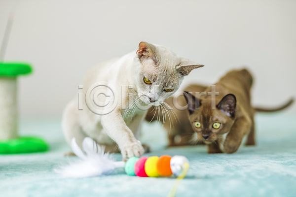 귀여움 사람없음 JPG 포토 해외이미지 고양이 앉기 장난감 천(직물) 파란색 해외202310