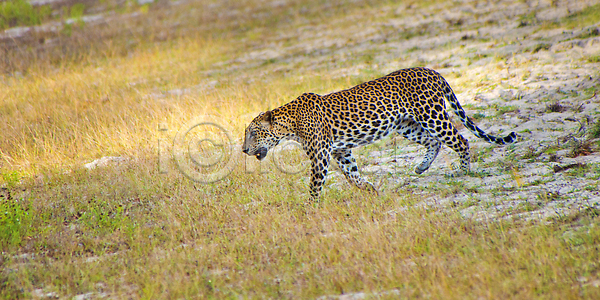 보호 환경보전 사람없음 JPG 포토 해외이미지 고양이 국립공원 다양 멸종 멸종위기종 보호구역 뷰티 사냥꾼 사파리 생물학 생태계 생태학 스리랑카 야생동물 야외 육식동물 자연 척추동물 치타 포유류 표범 해외202310 해외포토 환경