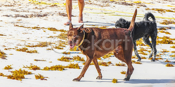 귀여움 달콤 행복 사람없음 JPG 포토 해외이미지 갈색 강아지 개 걷기 검은색 관찰 동물 멕시코 모래 물 바다 반려동물 뷰티 서기 솜털 야외 응시 작음 장난 초콜릿 파도 해외202310 해외포토 흰색