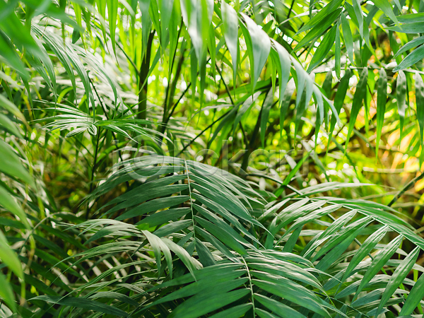 사람없음 JPG 포토 해외이미지 나뭇가지 덩굴 식물 실내 야자수 온실 잎 자연 초록색 포도나무 해외202310 햇빛