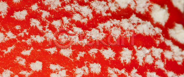 사람없음 JPG 비네팅 일러스트 포토 해외이미지 가로 거친 국립공원 그래픽 그림 날씨 디자인 레이아웃 묘사 배너 백그라운드 버섯 벽 벽지 뷰티 사진촬영 산 생물학 생태계 생태학 서식지 스페인 시골 야생동물 자연 장식 질감 추상 캔버스 컬러 파노라마 판넬 패턴 표면 해외202310 해외일러스트 환경