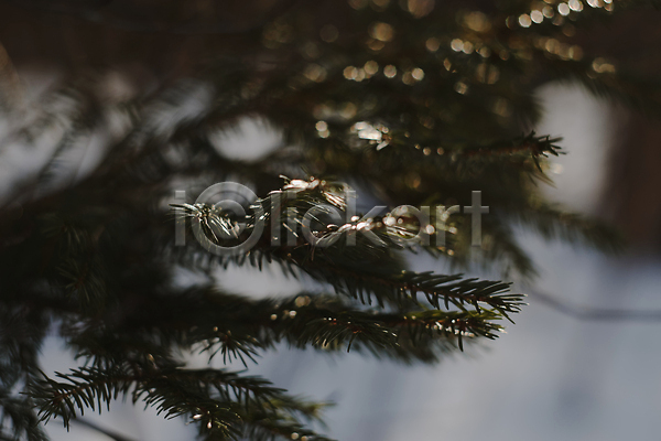 분위기 사람없음 JPG 아웃포커스 포토 해외이미지 겨울 눈(날씨) 잎 침엽수