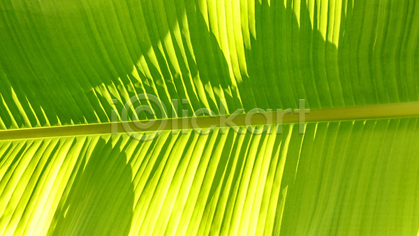 성장 신선 사람없음 JPG 포토 해외이미지 건강 나무 내추럴 닫기 디자인 맑음 묘사 바나나 배너 백그라운드 벽지 봄 뷰티 빛 선 손바닥 식물 유기농 잎 자연 정맥 정원 질감 초록색 추상 컨셉 컬러 컬러풀 태양 패턴 해외202310 환경