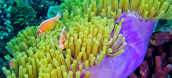 휴식 남자 사람없음 JPG 포토 해외이미지 깊이 다양 다이빙 동물 동물상 몰디브 무척추동물 바다 바닷속 뷰티 산호 산호초 생물학 생태계 생태학 수중 아네모네 암초 야생동물 어류 여행 자연 잠수함 컬러풀 해외202310 해외포토 환경