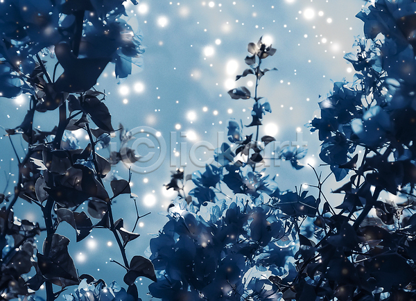 고급 사랑 화려 사람없음 JPG 포토 해외이미지 겨울 계절 꽃 꽃무늬 나무 디자인 마법 발렌타인데이 배너 백그라운드 뷰티 브랜딩 블랙프라이데이 상점 선물 세련 세일 쇼핑 승진 신용카드 야간 유행 인사 자연 축제 컨셉 크리스마스 파란색 해외202310 휴가 흰색