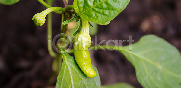 새로움 성장 신선 사람없음 JPG 포토 해외이미지 건강 계절 내추럴 냄비 농업 땅바닥 모종 묘목 밭일 백그라운드 봄 빛 상자 새싹 식물 실내 심기 씨앗 온실 원예 유기농 음식 잎 자연 작음 정원 주택 줄기 지구 창문 채소 초록색 토마토 파프리카 피망 해외202310 해외포토 허브 후추 흙