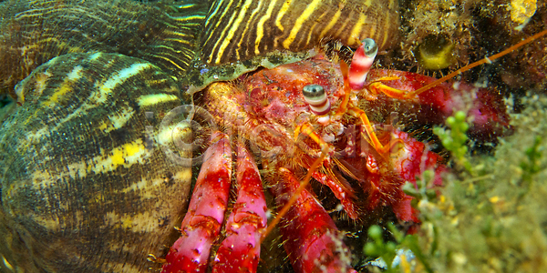 휴식 사람없음 JPG 포토 해외이미지 갑각류 게 깊이 내추럴 다양 다이빙 동물 동물상 묘사 물 바다 산호초 생물학 생태계 생태학 서식지 수중 스페인 암초 야생동물 여행 유럽 자연 잠수함 절지류 지중해 해외202310 해외포토 환경 휴가