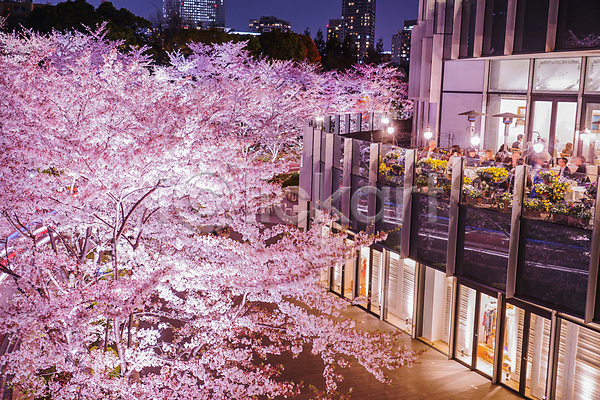 군중 JPG 포토 해외이미지 건물 도쿄 벚꽃 벚나무 봄 빌딩 빛 야간 야경 전등 창문 풍경(경치) 해외202310