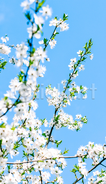화려 사람없음 JPG 포토 해외이미지 나무 백그라운드 벚꽃 자연 풍경(경치) 하늘 하늘색 해외202310